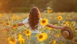 Young Asian woman with curly hair in a field of sunflowers at sunset. Portrait of a young beautiful asian woman in the sun.