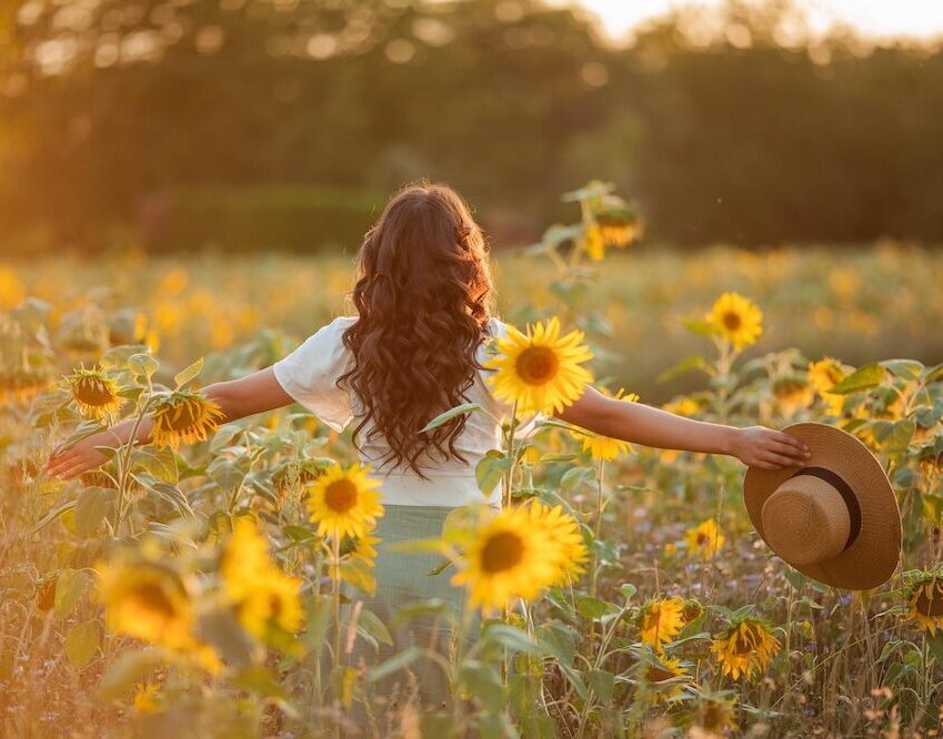 Young Asian woman with curly hair in a field of sunflowers at sunset. Portrait of a young beautiful asian woman in the sun. Young Asian woman with curly hair in a field of sunflowers at sunset. Portrait of a young beautiful asian woman in the sun.